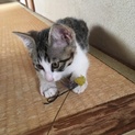 可愛い兄妹猫