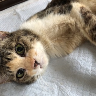 性格抜群な三毛猫（みどりちゃん）