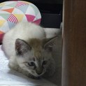 シャム猫雑種 モフモフ