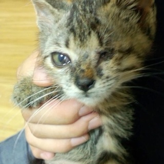 キジトラ男の子　2か月