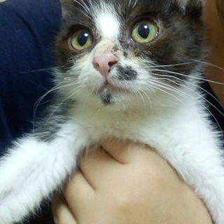 白黒　元気な男の子