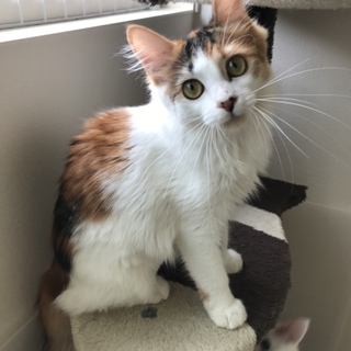 【8/5譲渡会】穏やかな長毛三毛♪