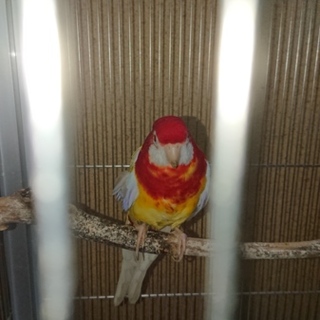 七草インコ　ルチノー又はルビノー