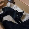 黒猫☆オス☆3ヶ月半