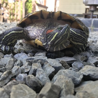 ［再掲載］ミドリガメの里親さん募集中！