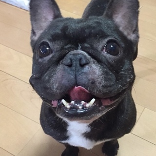 ワンコも人も大好き｜可愛いフレブル「あんみつ」