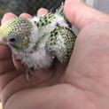 セキセイインコの里親さま募集