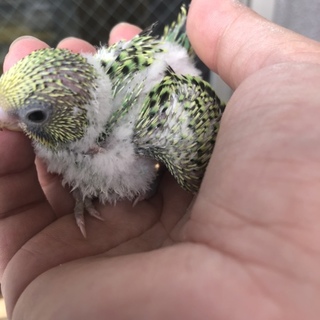 セキセイインコの里親さま募集