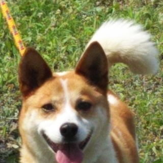 明るくて甘えん坊のミックス犬