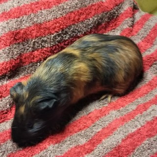 69roji様内定相棒