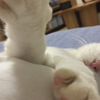 里親さん募集のお知らせ