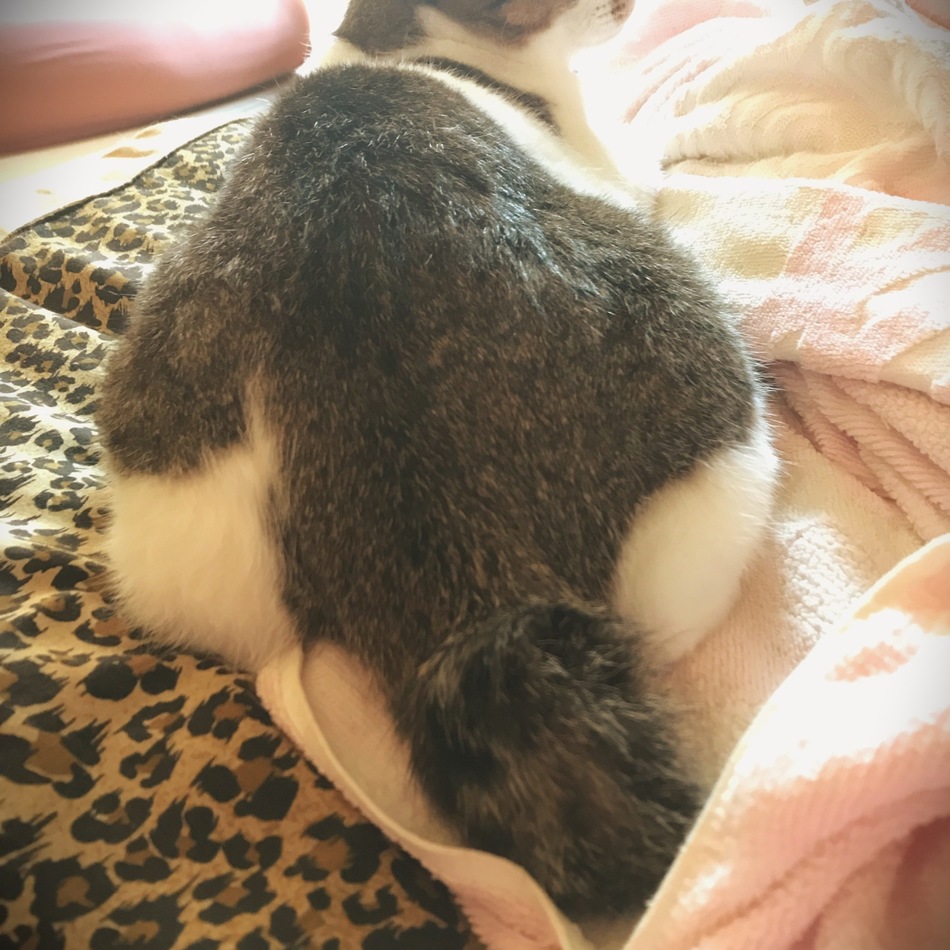 むぎのカバー写真