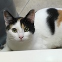 和風美猫ワンコも大丈夫なみーちゃん