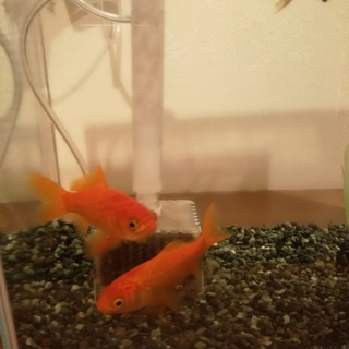 金魚二匹います。