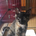 人懐こいサビ柄子猫♀