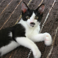 子猫がやってきました（1か月と5日め）