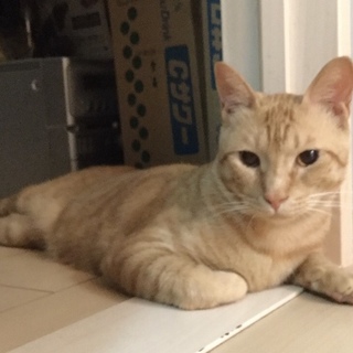 虐待を受けた茶トラ君。優しく穏やかな男の子。