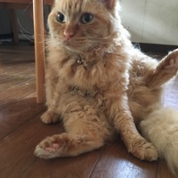 ギフト