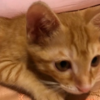 美猫の茶トラ君（生後２か月半）