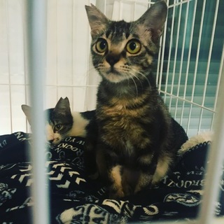 【宮古島キャッツ】推定6ヶ月アメショ柄の若い猫です