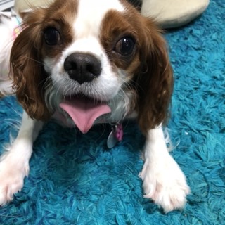 いつもニコニコキャバリアのかわいいターシャちゃん