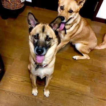 おかーさん、何かください！ヤマト君も連れてきました！