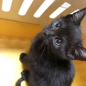 わんぱく黒猫の男の子