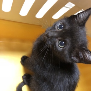 わんぱく黒猫の男の子