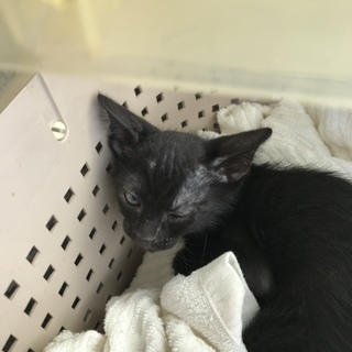 子猫の里親さん募集