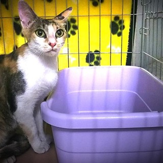 募集停止します　行き場の無い猫