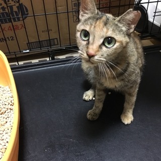 【期間限定で募集】人懐っこい美猫ちゃんです