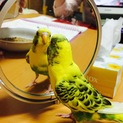 里親になってください。