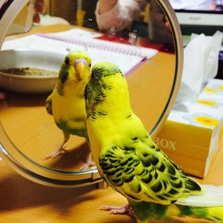 里親になってください。