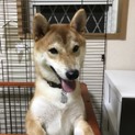元気いっぱい柴犬♂、生後10ヶ月です！