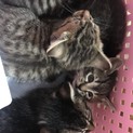 子猫の飼い主探して居ます。