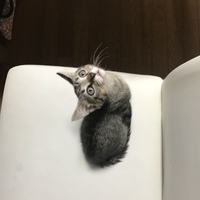 プッチィ