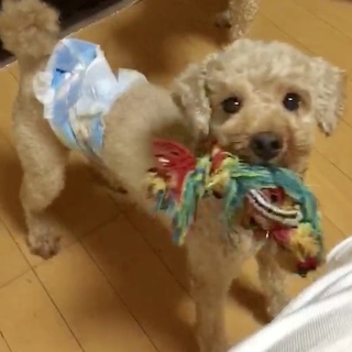 甘えん坊なトイプードルの男の子です