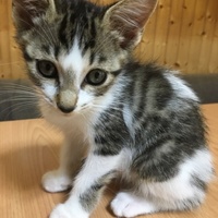 ナナ