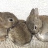 なちゃぴん