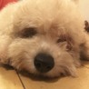 生まれつき全盲のトイプードルの仔犬　ムギくんです サムネイル2