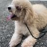 生まれつき全盲のトイプードルの仔犬　ムギくんです サムネイル6