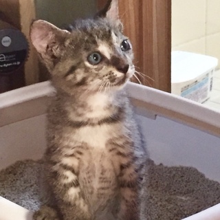 とっても温厚な男の子！初めての人にもぴったりです♪