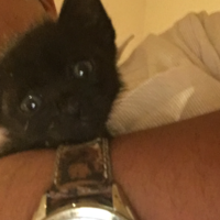 黒猫のオスの子猫です。