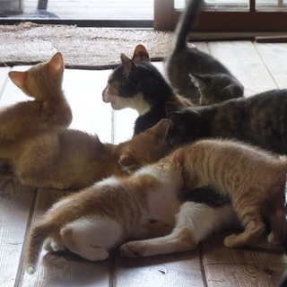 生後3か月可愛い子猫2匹と別の生後1か月8匹