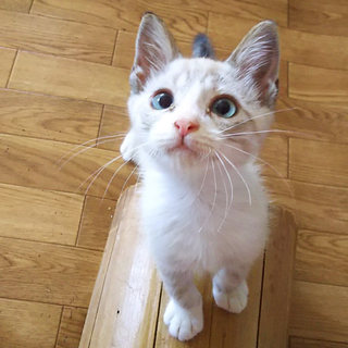 炎天下の車のエンジンルームから救出されたシャム