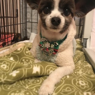 パピヨン♂人懐っこく甘えん坊です