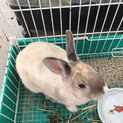 ミニウサギ 1歳 