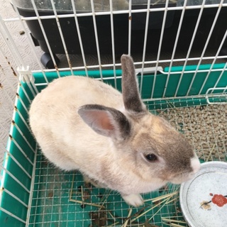 ミニウサギ 1歳 
