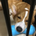 【一時停止】急募・再募集です。6か月女の子です。