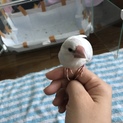 シルバー文鳥さんの里親募集しています